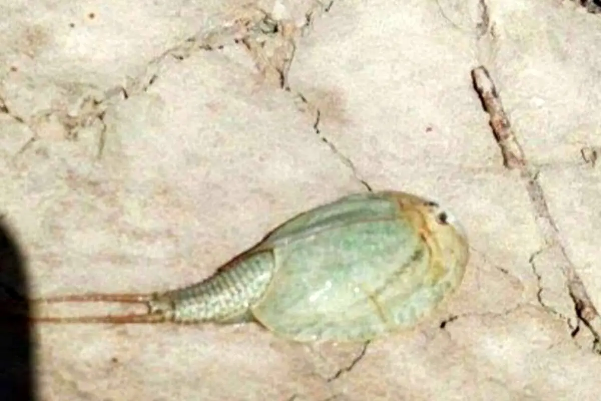 کشف شگفت‌انگیز در هامون: فسیل زنده در تالاب بین‌المللی کشف شد