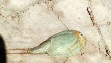 کشف شگفت‌انگیز در هامون: فسیل زنده در تالاب بین‌المللی کشف شد