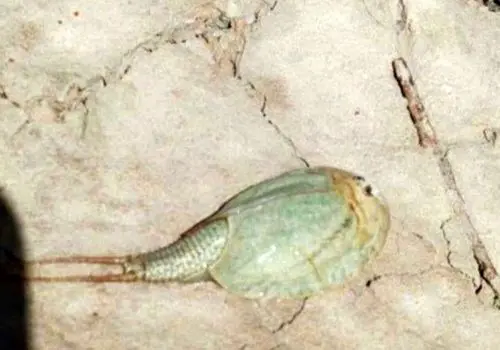 کشف شگفت‌انگیز در هامون: فسیل زنده در تالاب بین‌المللی کشف شد