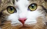 عجیب ترین رنگ چشم جهان متعلق به این گربه است+ فیلم