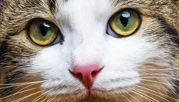 عجیب ترین رنگ چشم جهان متعلق به این گربه است+ فیلم