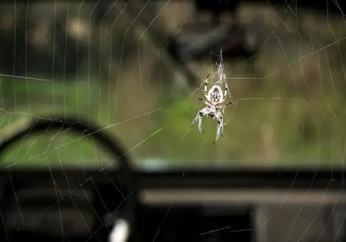 طراحی پیچیده و عجیب عنکبوت در ساخت خانه اش+ فیلم