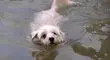 ترفند عجیب سگ برای گرفتن ماهی از آب + فیلم