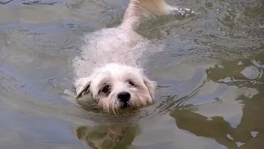 ترفند عجیب سگ برای گرفتن ماهی از آب + فیلم