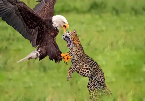 لحظه‌ی شگفت انگیز شکار بز کوهی توسط عقاب!