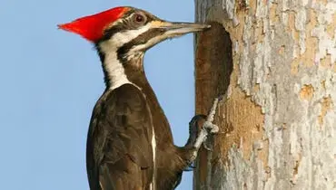 هنرنمایی خارق العاده این پرنده با منقارهایش دیدنی است+ فیلم