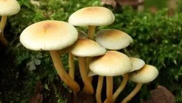 این قارچ‌ها سمی هستند، به هیچ وجه نخورید