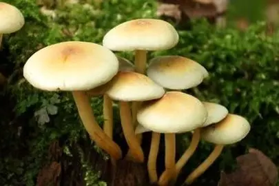  اگر قلب سالم میخواهید از این خوراکی غافل نشوید!

