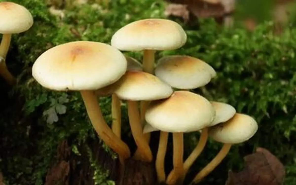 اگر قلب سالم میخواهید از این خوراکی غافل نشوید!

