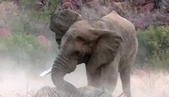 حیات‌وحش و اتفاقی عجیب؛ حمله فیل به خانواده کرگدن + فیلم