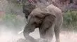 حیات‌وحش و اتفاقی عجیب؛ حمله فیل به خانواده کرگدن + فیلم