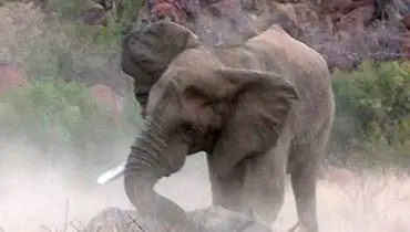 حیات‌وحش و اتفاقی عجیب؛ حمله فیل به خانواده کرگدن + فیلم