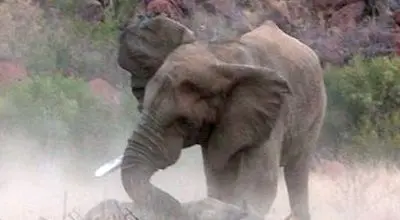 حیات‌وحش و اتفاقی عجیب؛ حمله فیل به خانواده کرگدن + فیلم