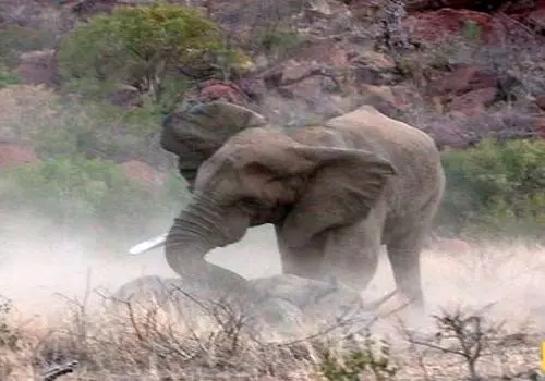 حیات‌وحش و اتفاقی عجیب؛ حمله فیل به خانواده کرگدن + فیلم