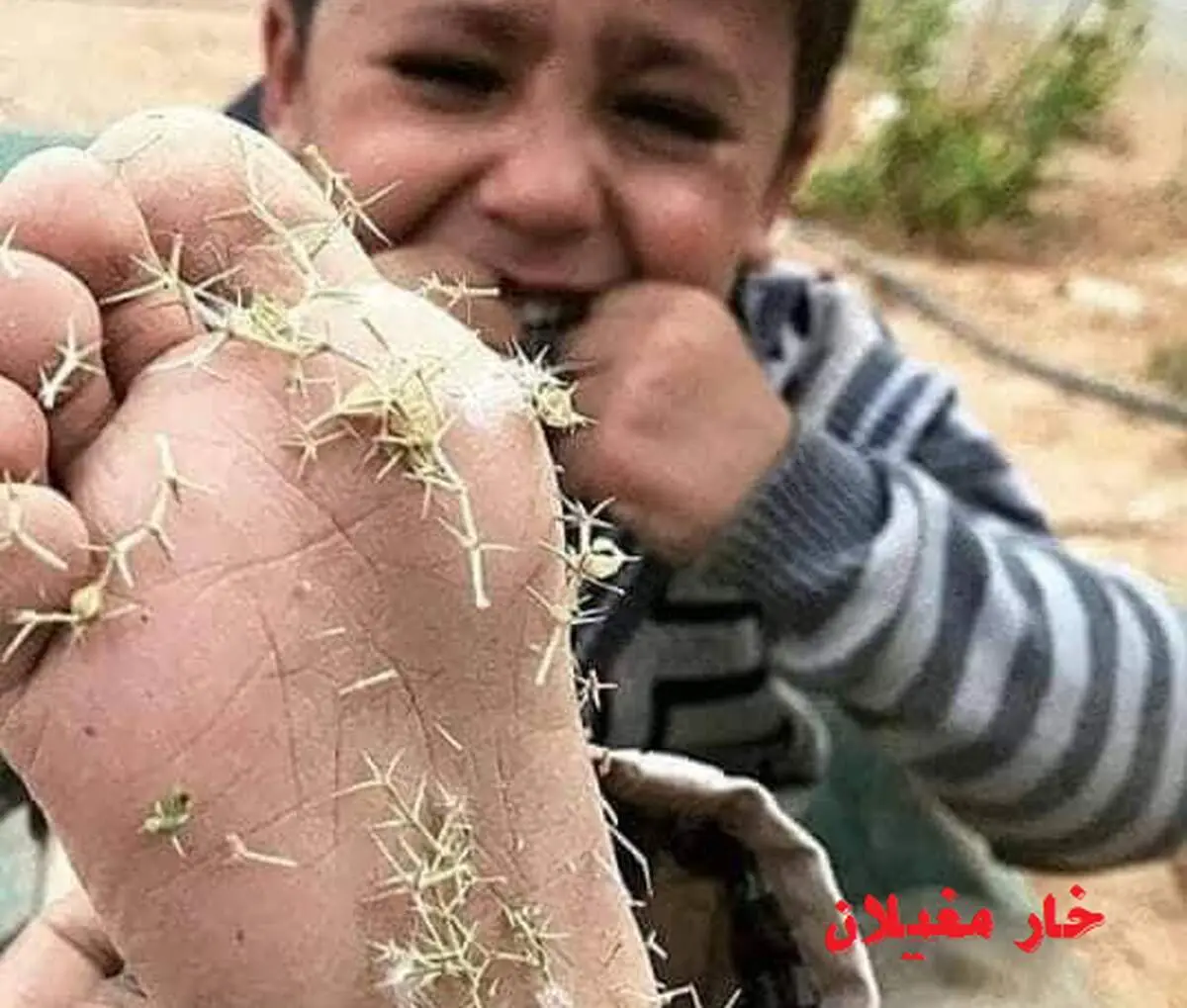 معروف ترین «خار» تاریخ را بشناسید! +عکس

