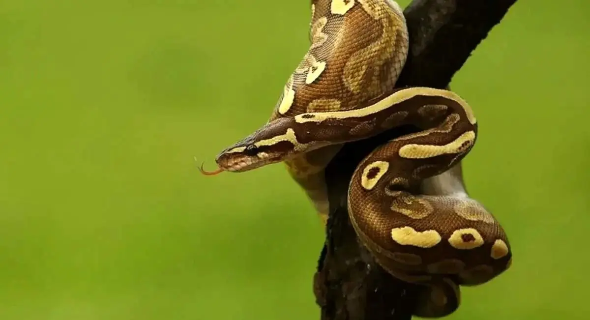 بعضی از مارها چگونه یک سال غذا نمی‌خورند؟
