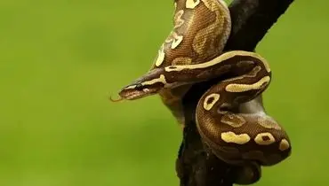 بعضی از مارها چگونه یک سال غذا نمی‌خورند؟
