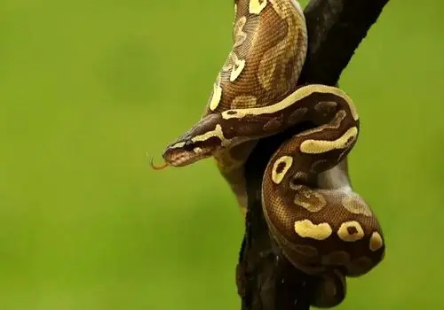 بارونس  درازترین مار وحشی جهان شد
