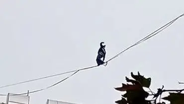 حرکت خطرناک دختر جوان روی سیم‌های معلق بین ساختمان/ویدیو 