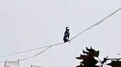 حرکت خطرناک دختر جوان روی سیم‌های معلق بین ساختمان/ویدیو 