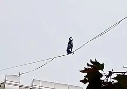 حرکت خطرناک دختر جوان روی سیم‌های معلق بین ساختمان/ویدیو 