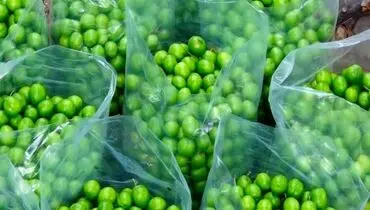 قیمت نجومی میوه های بهاری گوجه سبز چهار میلیون و چغاله بادام ۱.۵ میلیون تومان!