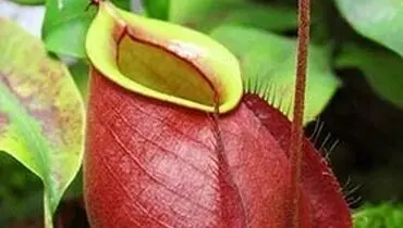 کشف گیاه گوشت‌خوار تازه در فیلیپین + عکس