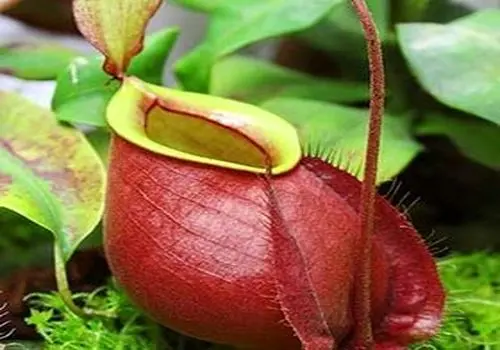 کشف گیاه گوشت‌خوار تازه در فیلیپین + عکس