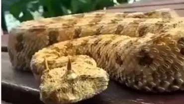 مار شاخدار صحرا با سلاحی ترکیبی برای کشتن مهاجمان+ فیلم