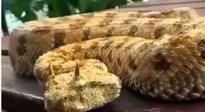 مار شاخدار صحرا با سلاحی ترکیبی برای کشتن مهاجمان+ فیلم