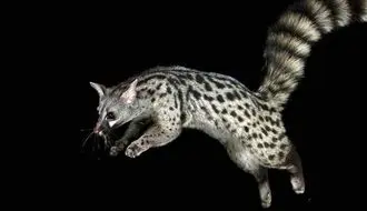 تصاویر دیدنی  مُشکین‌گربه؛ حیوانی بامزه با حرکاتی شبیه میمون ها! + فیلم
