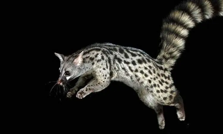 تصاویر دیدنی  مُشکین‌گربه؛ حیوانی بامزه با حرکاتی شبیه میمون ها! + فیلم
