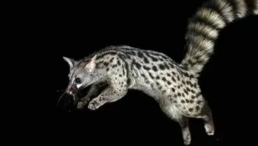 تصاویر دیدنی  مُشکین‌گربه؛ حیوانی بامزه با حرکاتی شبیه میمون ها! + فیلم
