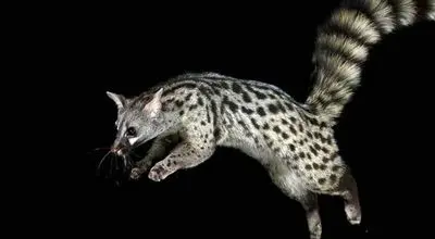 تصاویر دیدنی  مُشکین‌گربه؛ حیوانی بامزه با حرکاتی شبیه میمون ها! + فیلم
