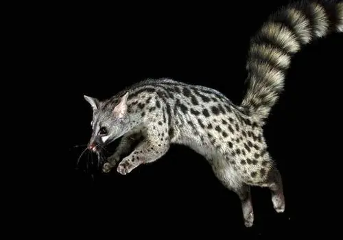 تصاویر دیدنی  مُشکین‌گربه؛ حیوانی بامزه با حرکاتی شبیه میمون ها! + فیلم
