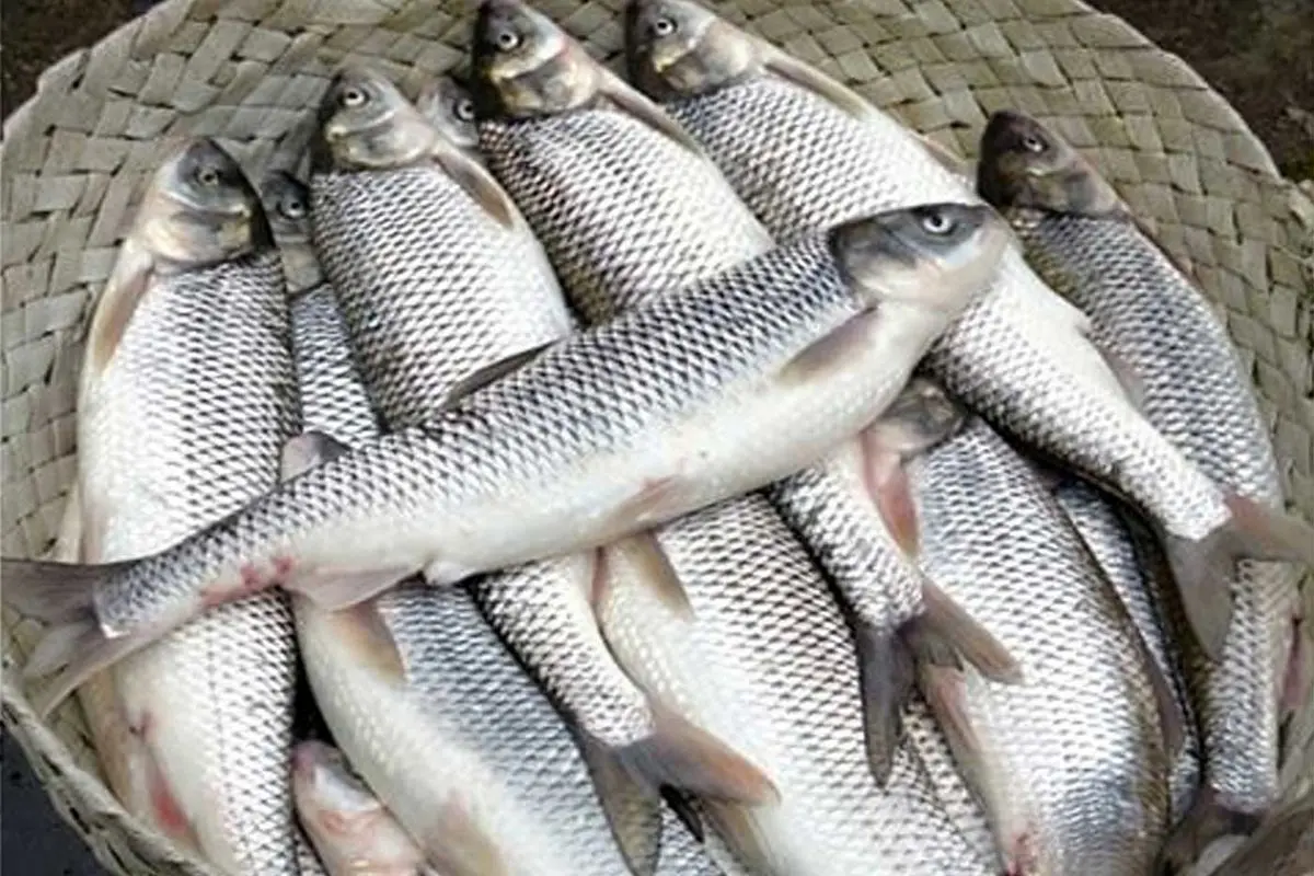 صید عجیب‌ترین ماهی سفید در بندرانزلی+فیلم