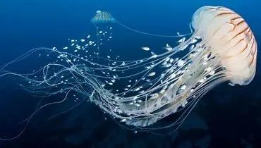 کشف جدید دانشمندان؛ عروس‌های دریایی هم به خواب نیاز دارند
