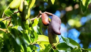 جاتوبا؛ گیاه بومی با خواص دارویی شگفت‌انگیز

