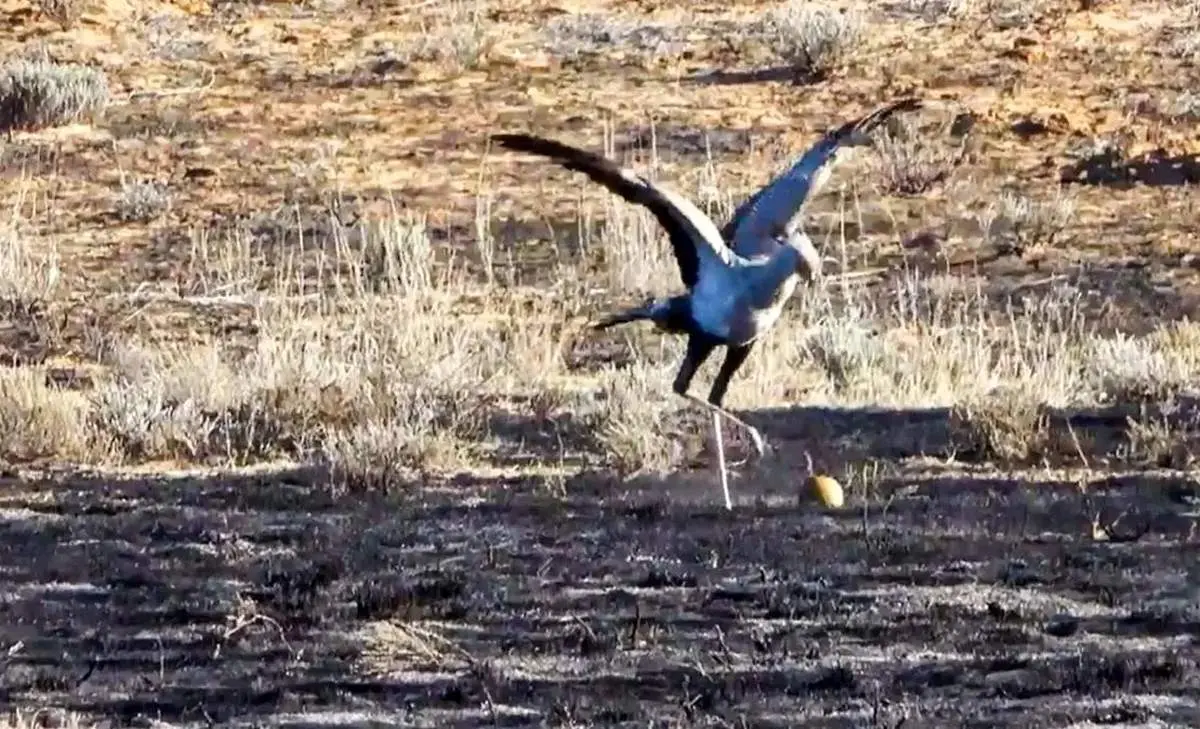 صحنه‌ای نادر از فوتبال بازی کردن پرنده آفریقایی در دل طبیعت + عکس