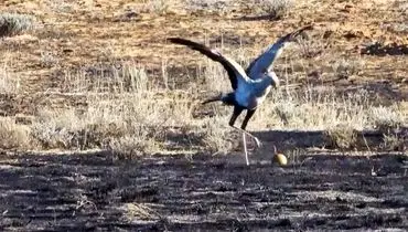 صحنه‌ای نادر از فوتبال بازی کردن پرنده آفریقایی در دل طبیعت + عکس