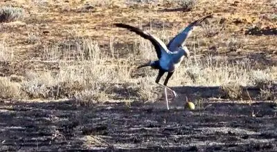 صحنه‌ای نادر از فوتبال بازی کردن پرنده آفریقایی در دل طبیعت + عکس