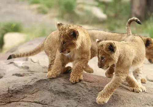 چرا نوزاد باید شیر مادر بخورد؟