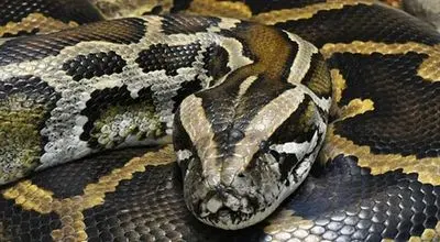 وقتی یک پیتون عظیم‌الجثه مثل فنر از درخت بالا رفت + فیلم