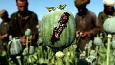 پرمصرف‌ترین ماده مخدر در ایران اعلام شد/ چه بر سر تریاک آمد؟