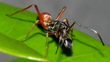 کشفی حیرت‌انگیز؛ عنکبوتی که به نوزادانش شیر می‌دهد