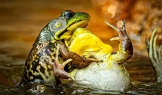 ‌فینالیست‌های مسابقه عکاسی کمدی حیات وحش+ تصاویر