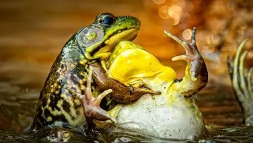 ‌فینالیست‌های مسابقه عکاسی کمدی حیات وحش+ تصاویر