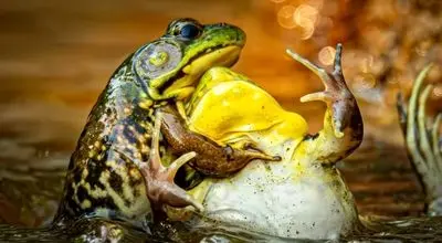 ‌فینالیست‌های مسابقه عکاسی کمدی حیات وحش+ تصاویر