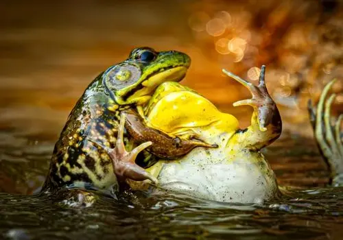 ‌فینالیست‌های مسابقه عکاسی کمدی حیات وحش+ تصاویر