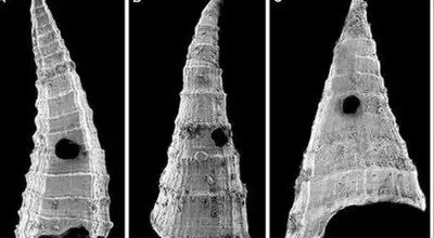 علت عجیب سوراخ‌های  فسیل‌های 500 میلیون‌ ساله